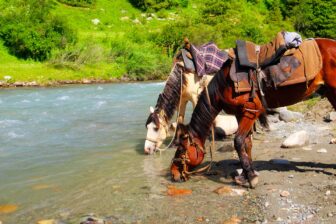 Forêt d'Arslanbob, Kirghizistan