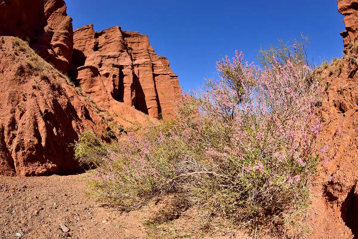 Canyon Konorchek
